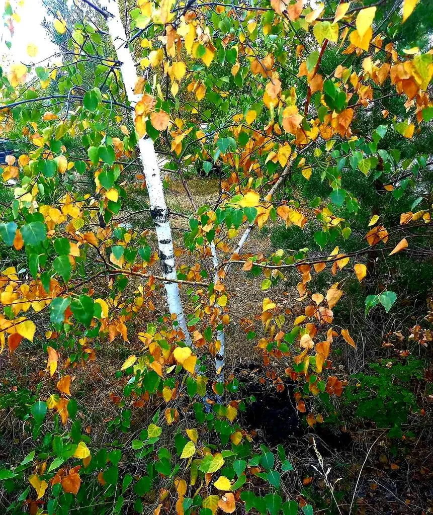 Чайная беседка