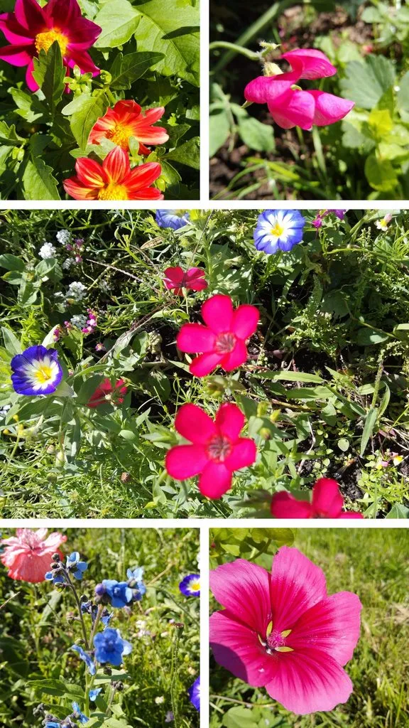 Чайная беседка