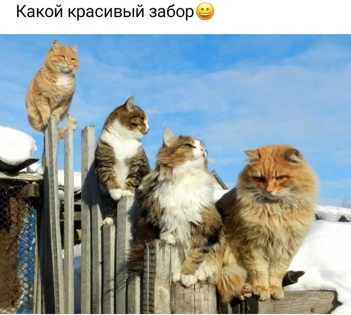 Кошичкина полиция