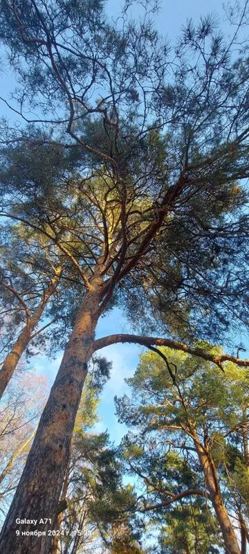 Чайная беседка