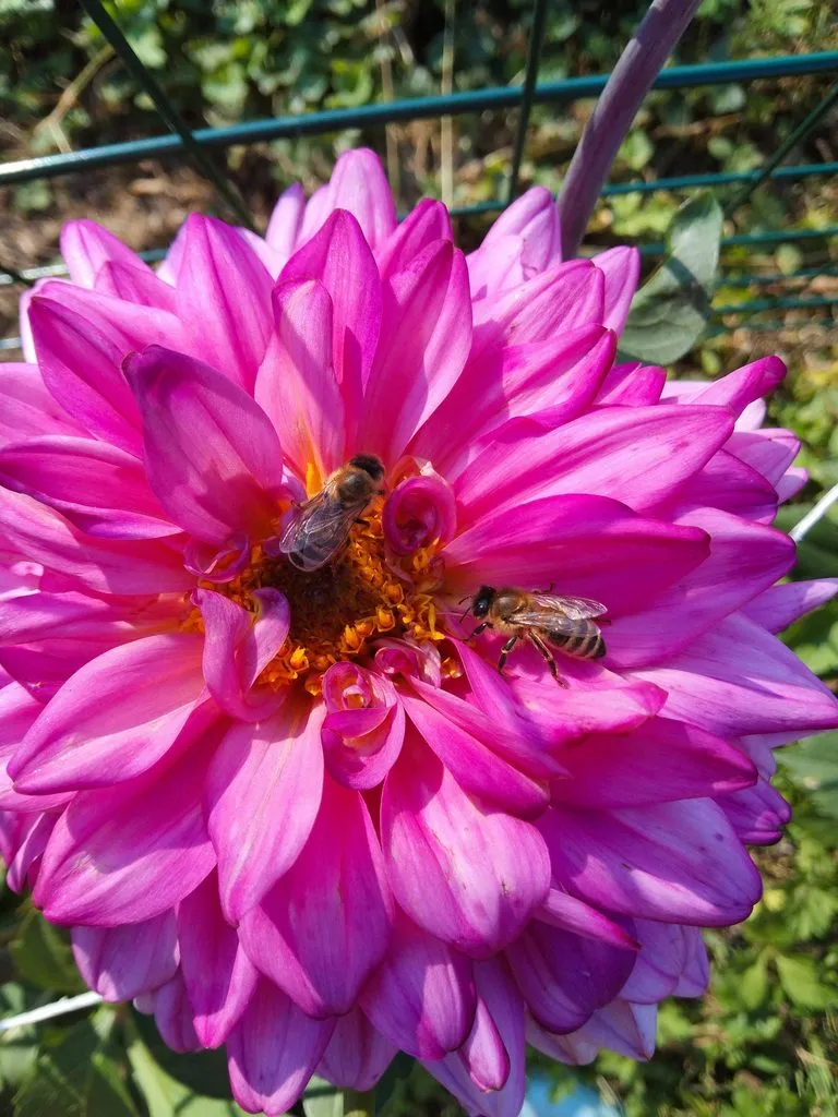 Чайная беседка