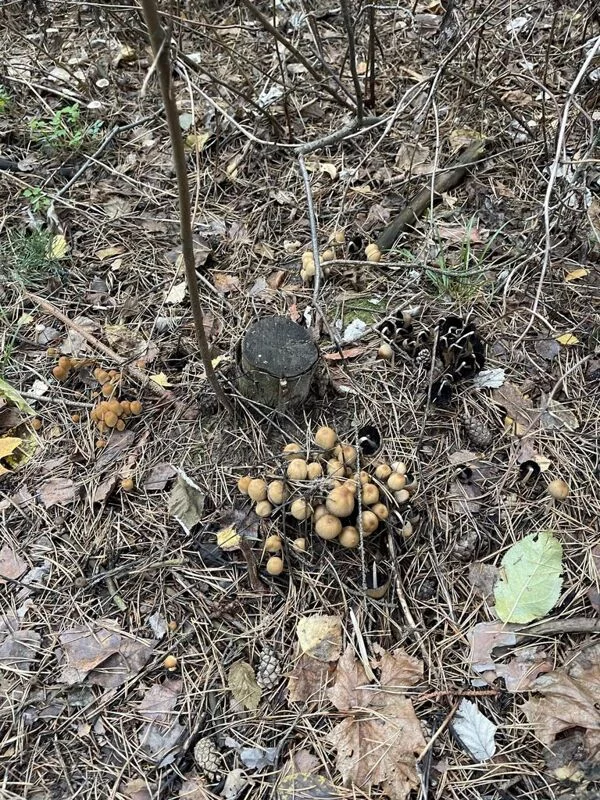 Чайная беседка