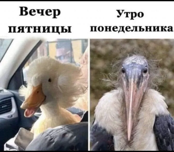 Позитивчик (фото, видео, рассказы для хорошего настроения)