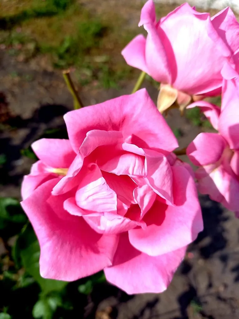 Чайная беседка