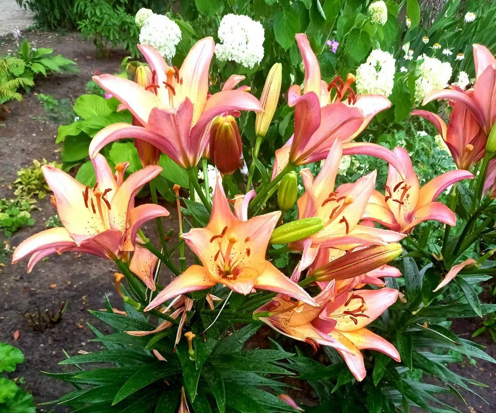 Чайная беседка