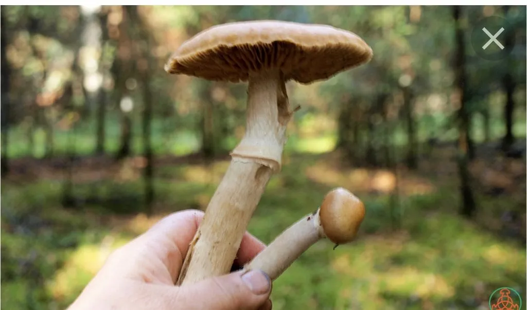 По грибы с лукошком