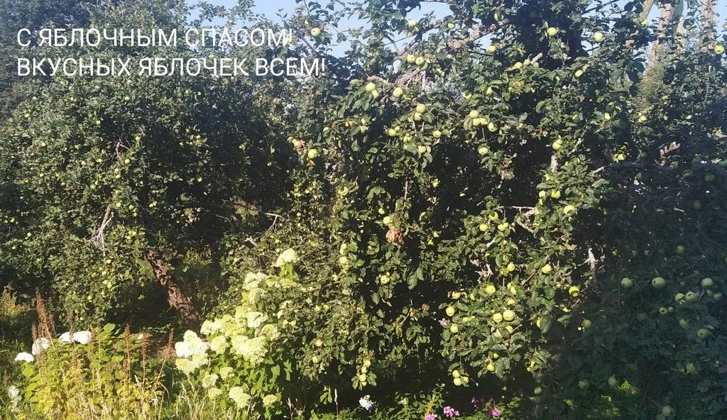 Кафе «У пани Сони»
