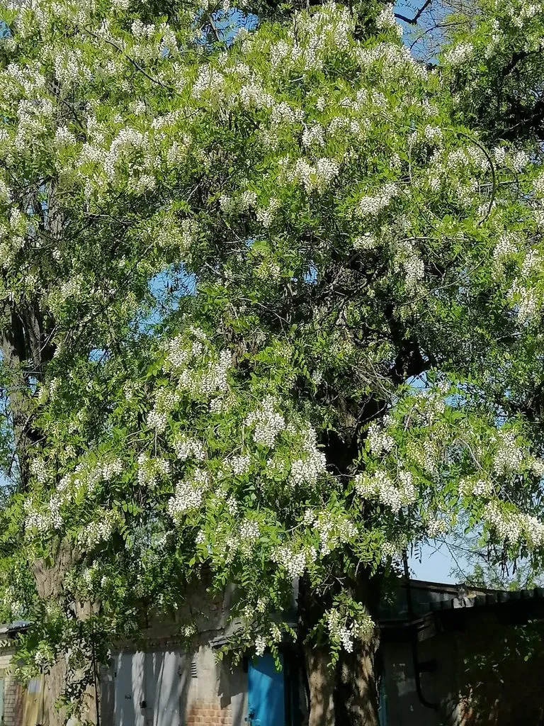 Чайная беседка