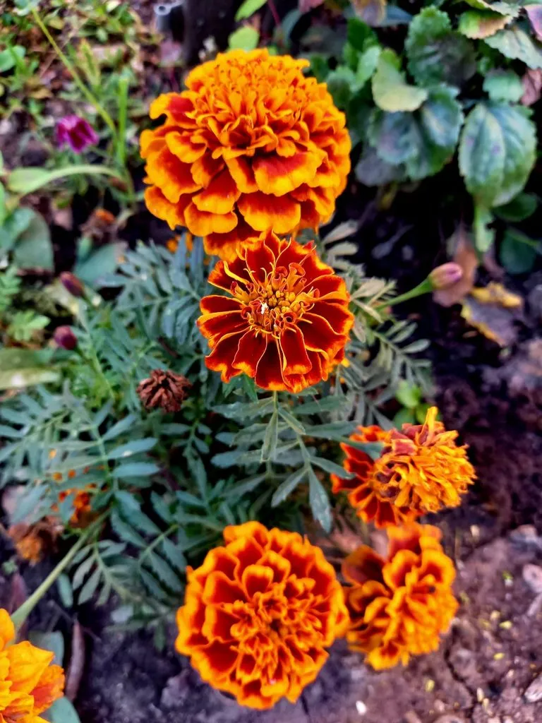 Чайная беседка