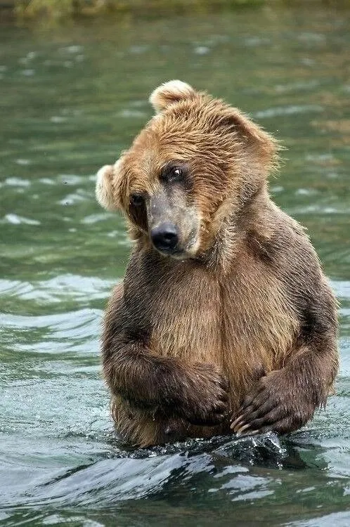 Эти забавные животные
