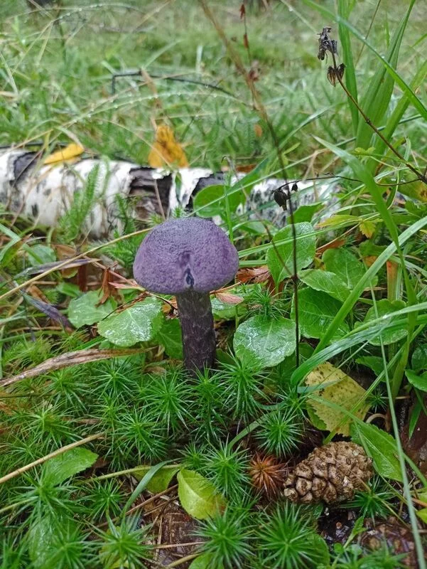 Фотонастроение