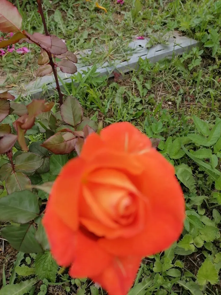Флора