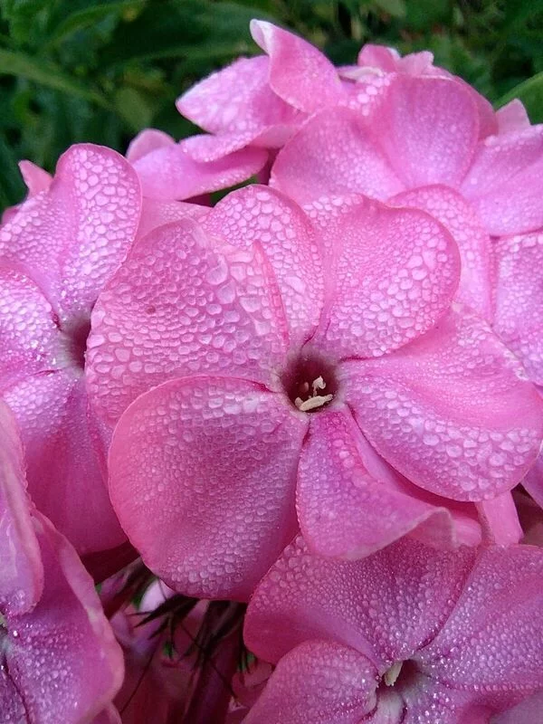 Чайная беседка