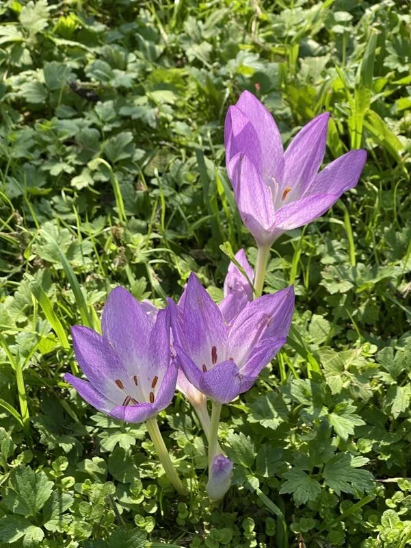 Чайная беседка