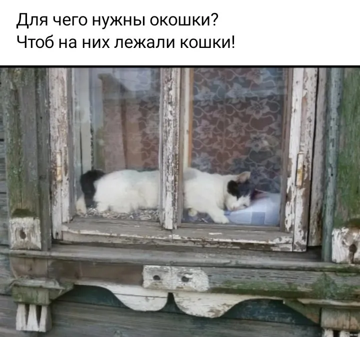 Кошичкина полиция