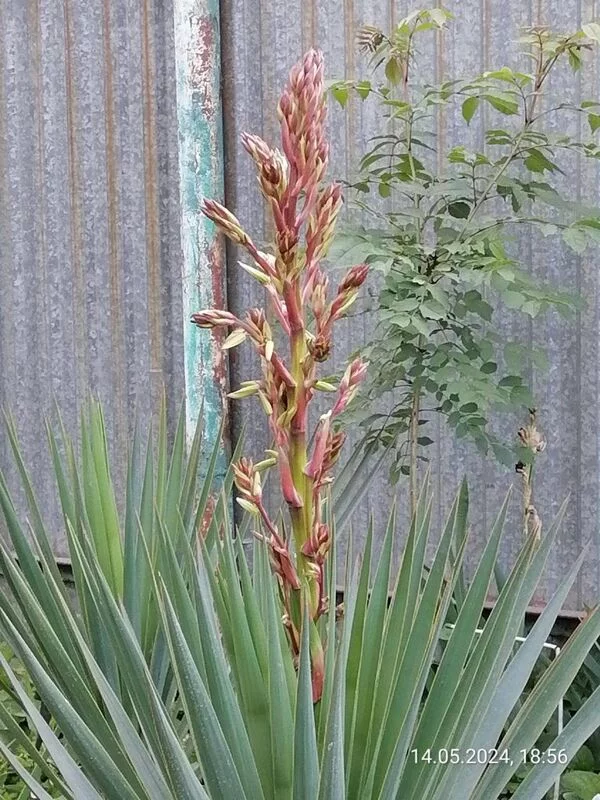 Чайная беседка