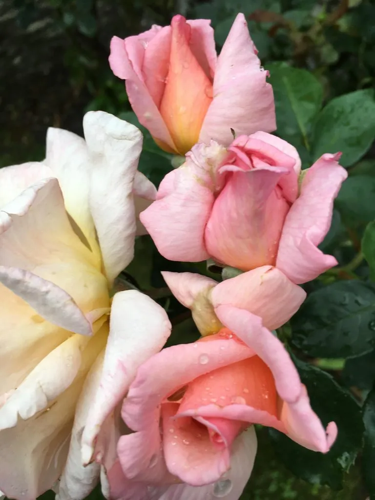 Чайная беседка