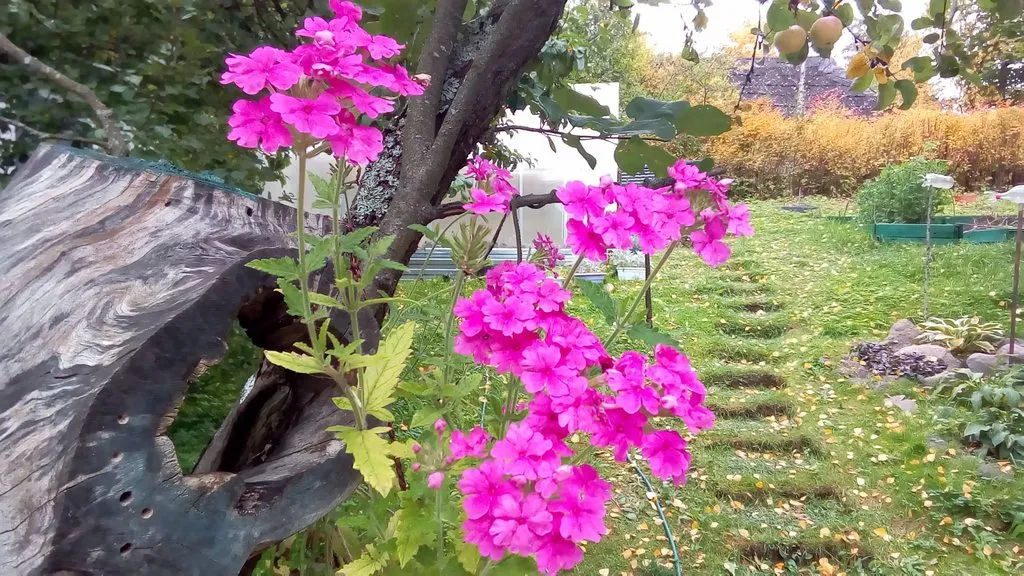 Кафе «У пани Сони»