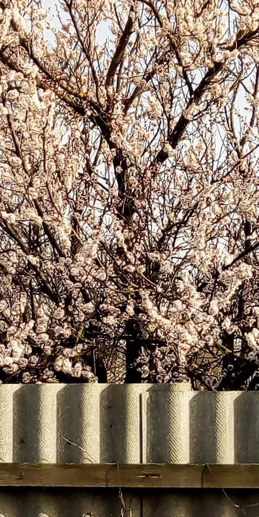 Чайная беседка