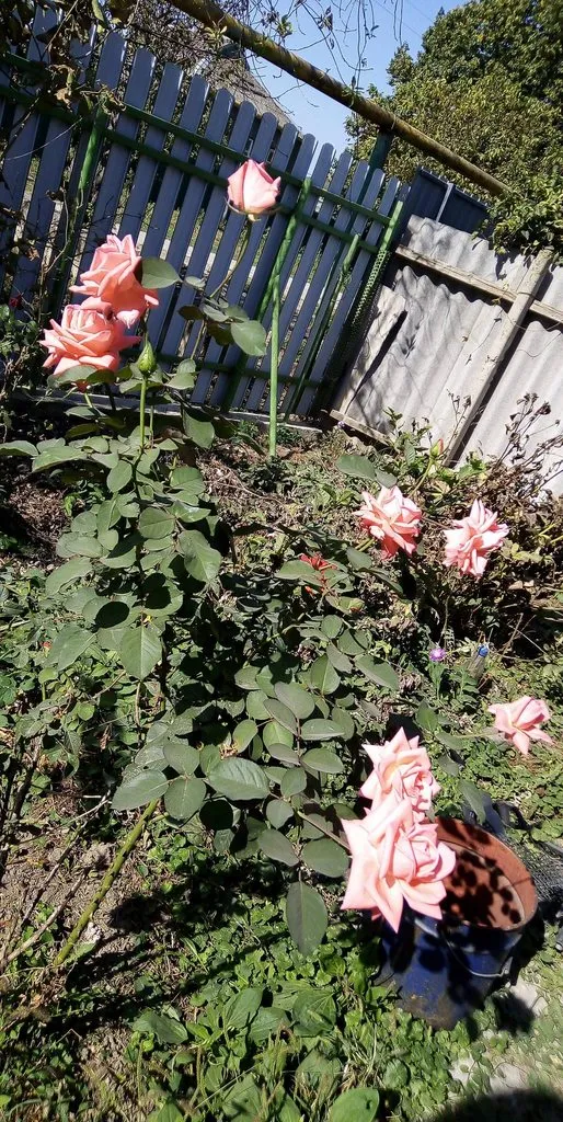 Чайная беседка