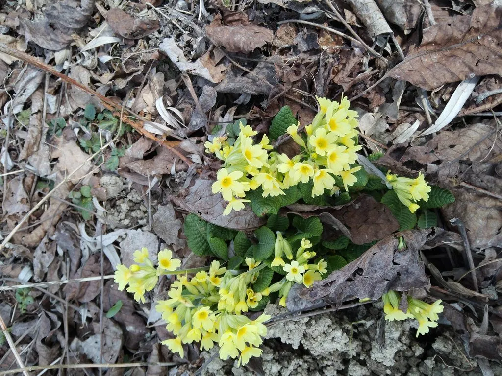 Чайная беседка