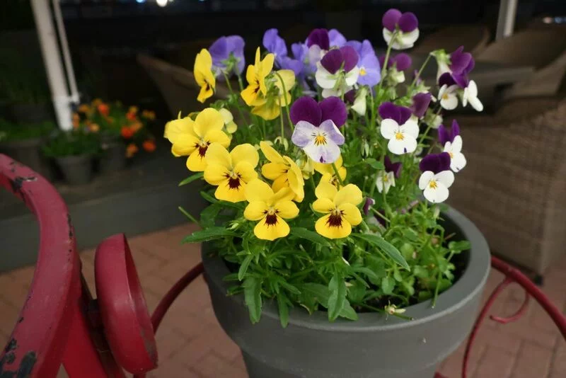 Чайная беседка