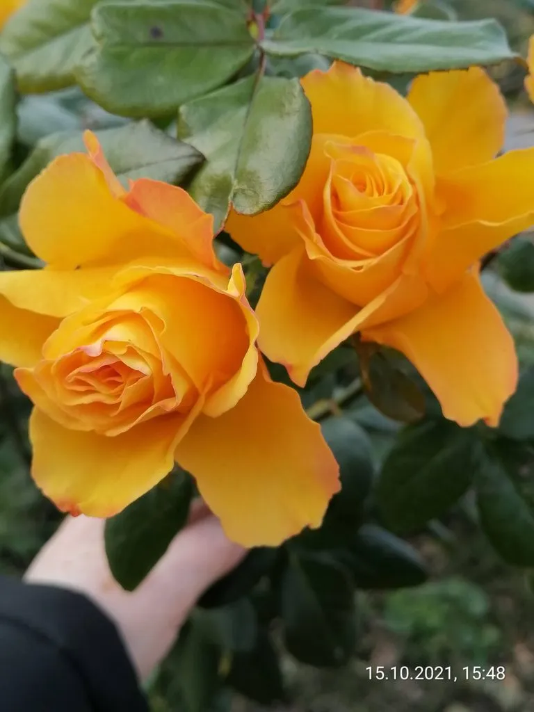 Чайная беседка