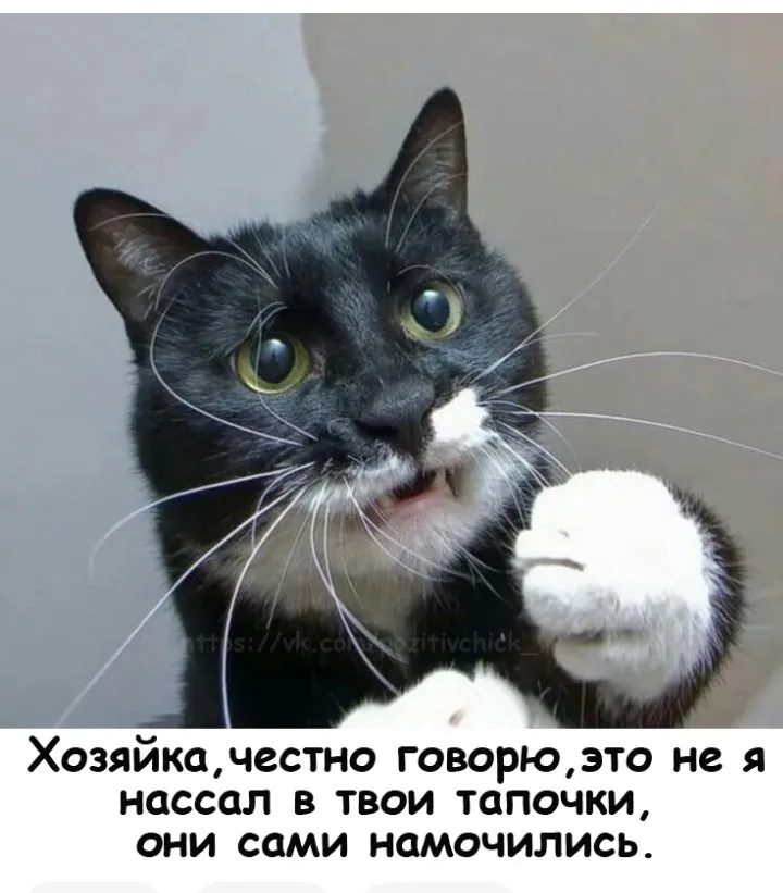 Кошичкина полиция