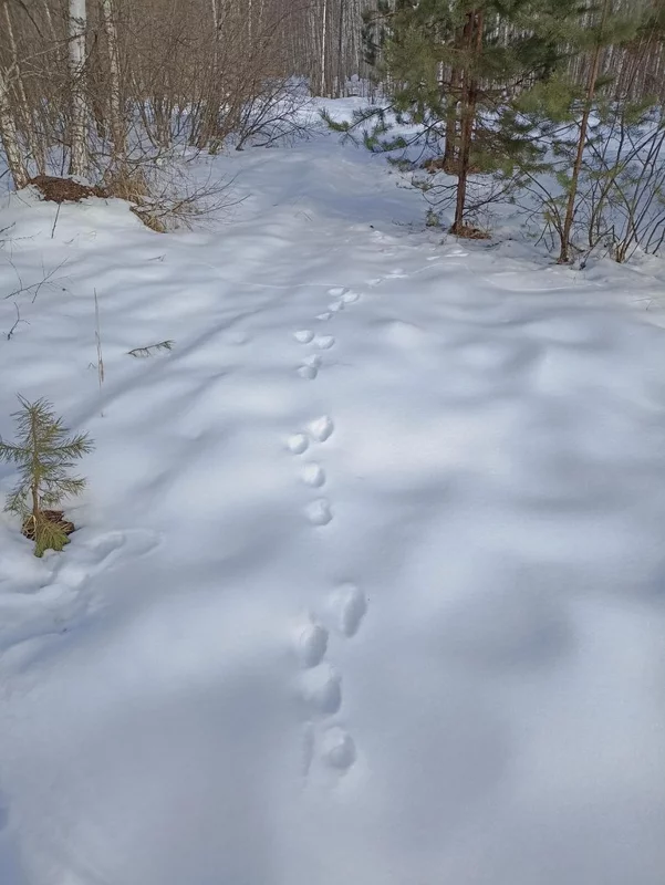 Фотонастроение