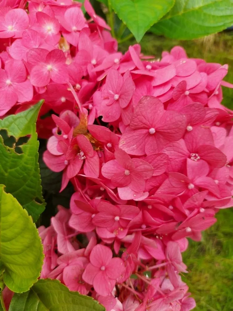 Флора