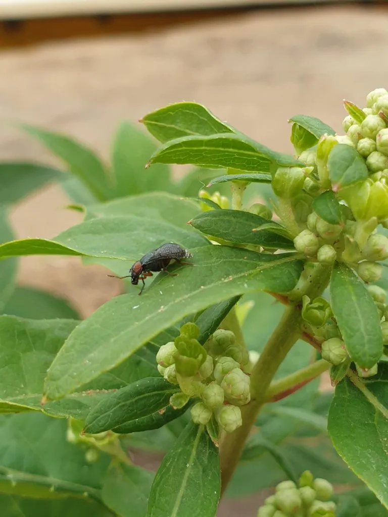Чайная беседка