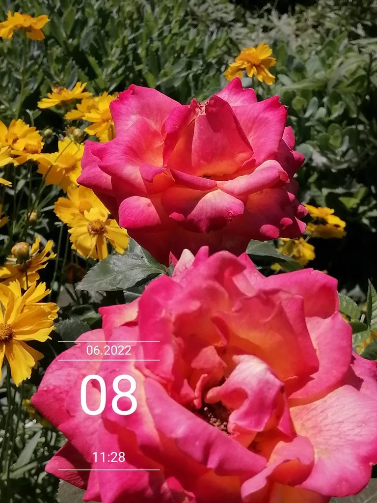 Чайная беседка