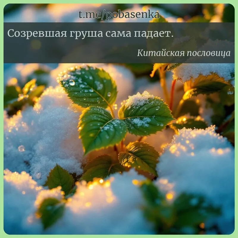 «Созревшая груша сама...» height="550" width="550"