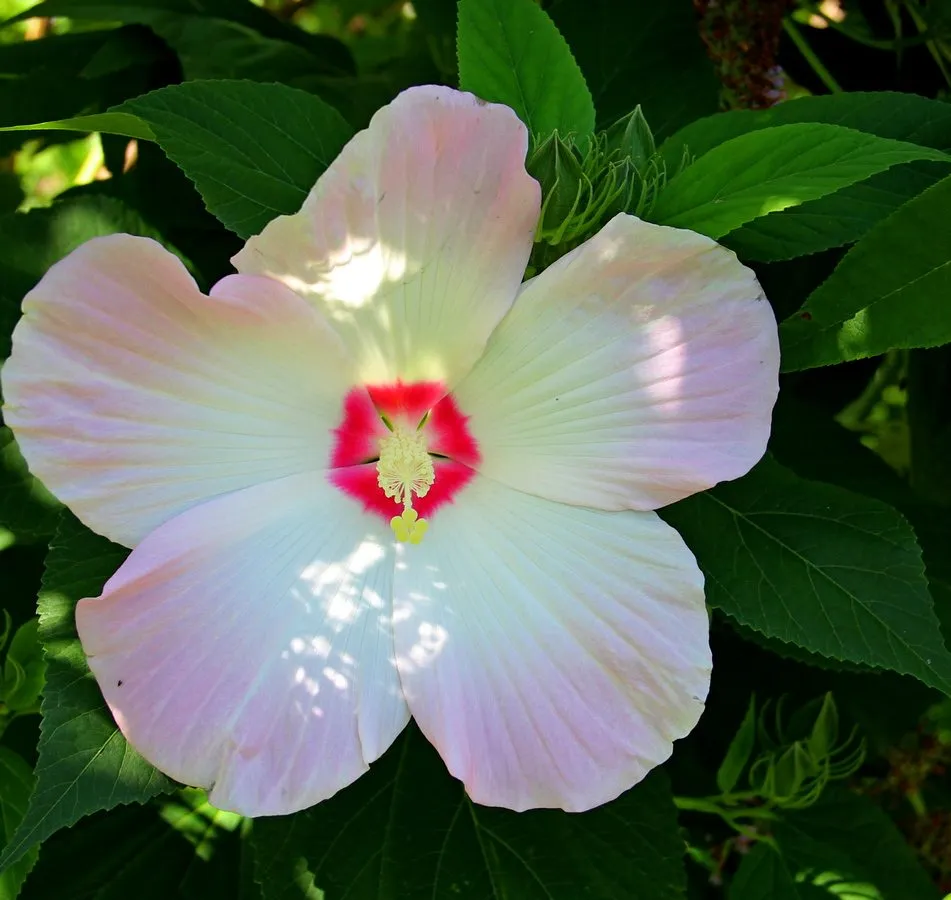 Чайная беседка