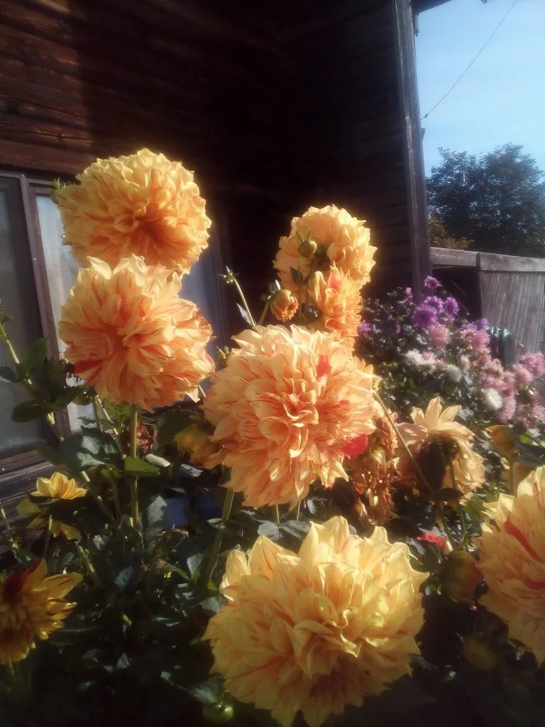 Чайная беседка