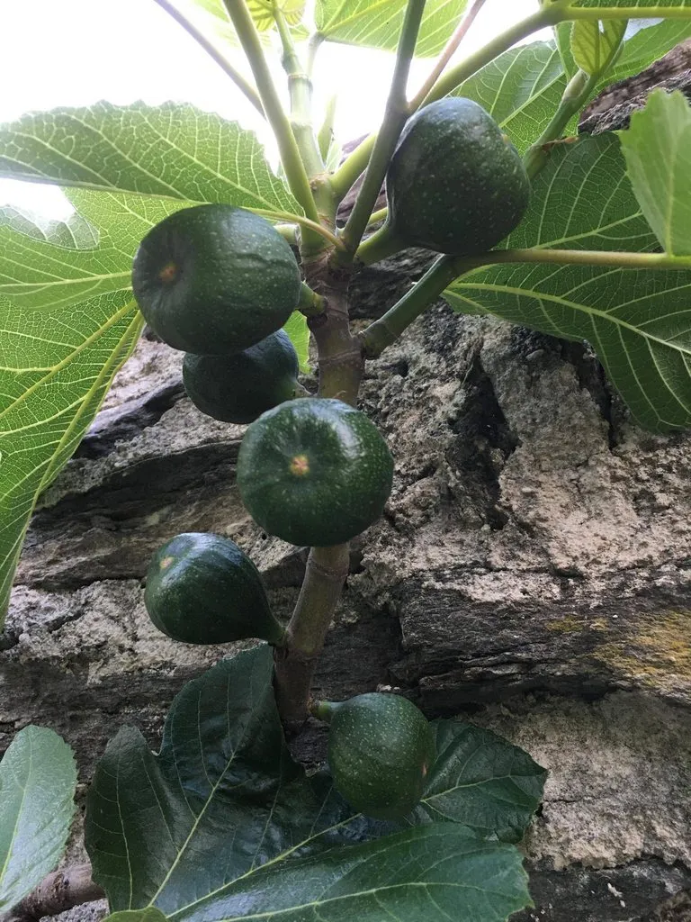 Чайная беседка