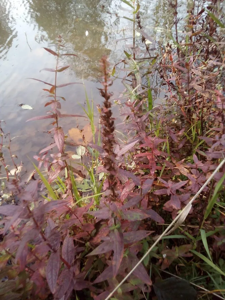 Чайная беседка