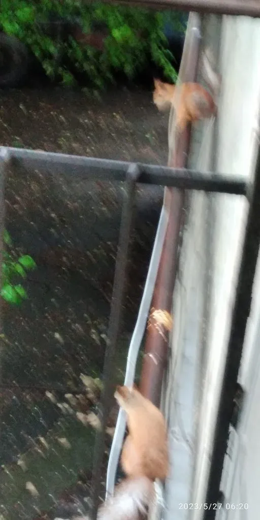 Чайная беседка