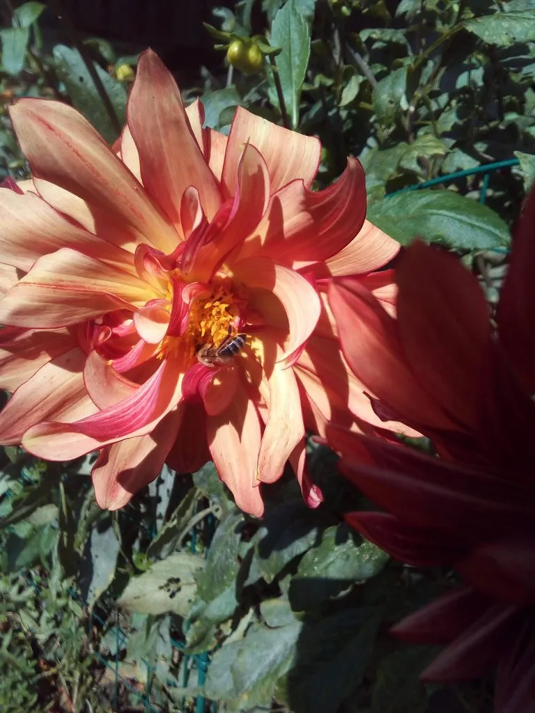 Чайная беседка