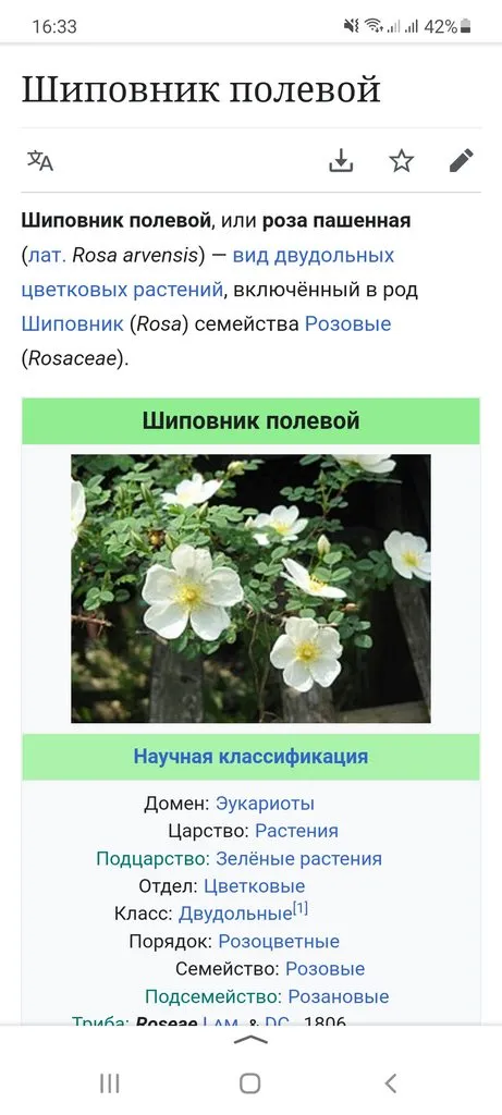 Чайная беседка