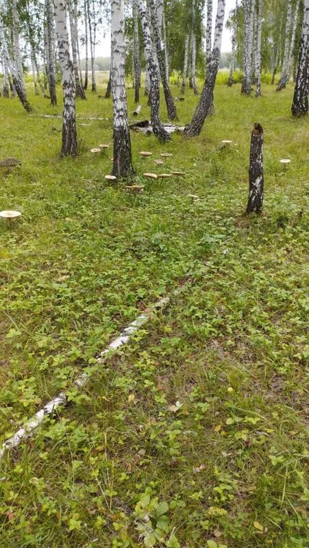 Чайная беседка