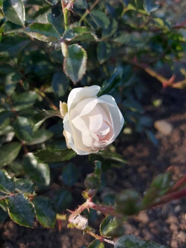 Чайная беседка