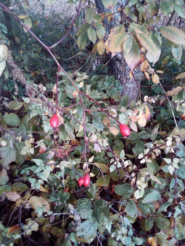 Чайная беседка