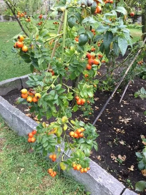 Чайная беседка