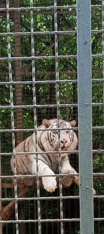 Чайная беседка