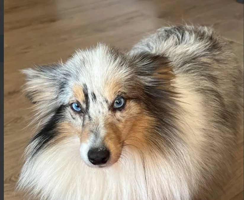 Чайная беседка