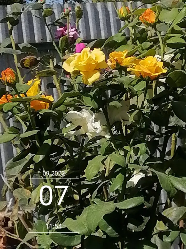 Чайная беседка