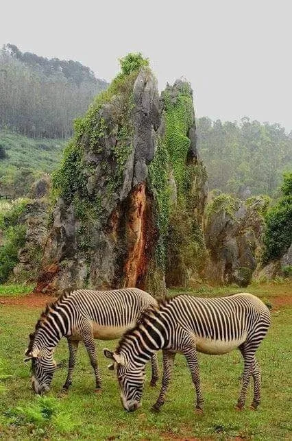 Эти забавные животные