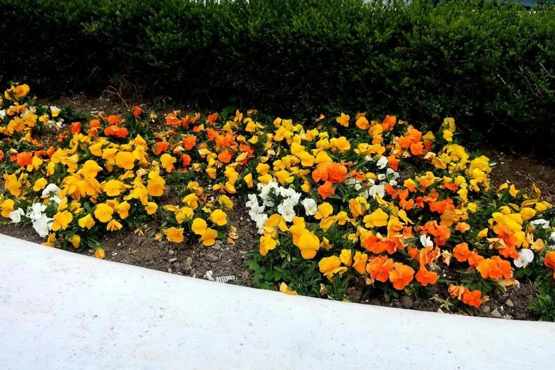 Флора
