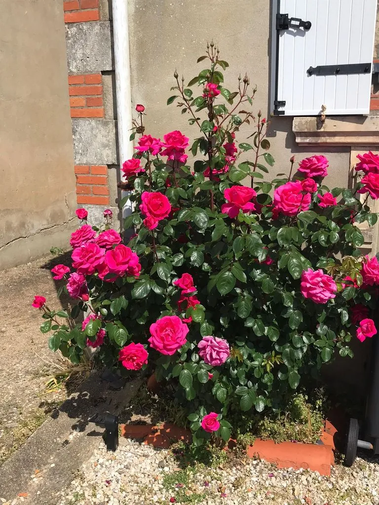 Чайная беседка